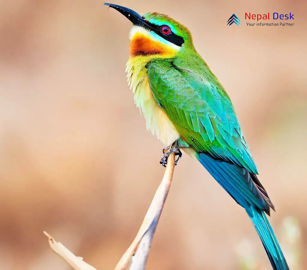 The Blue Tailed Bee Eater An Array Of Colours Nepal Desk